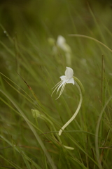 Habenaria rariflora