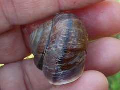 Helminthoglypta arrosa