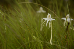 Habenaria rariflora