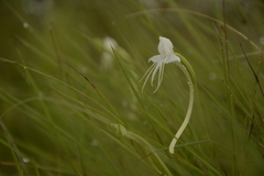 Habenaria rariflora
