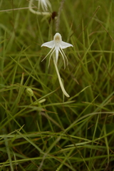 Habenaria rariflora