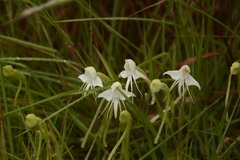 Habenaria rariflora