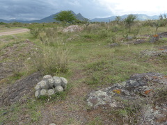 Mammillaria karwinskiana