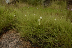 Habenaria rariflora