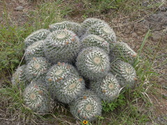 Mammillaria karwinskiana
