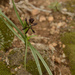 Iphigenia indica - Photo 由 Siddarth Machado 所上傳的 (c) Siddarth Machado，保留部份權利CC BY