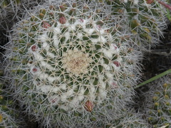 Mammillaria karwinskiana