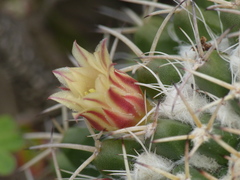 Mammillaria karwinskiana