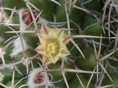 Mammillaria karwinskiana