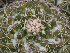 Mammillaria karwinskiana