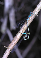 Aciagrion borneense