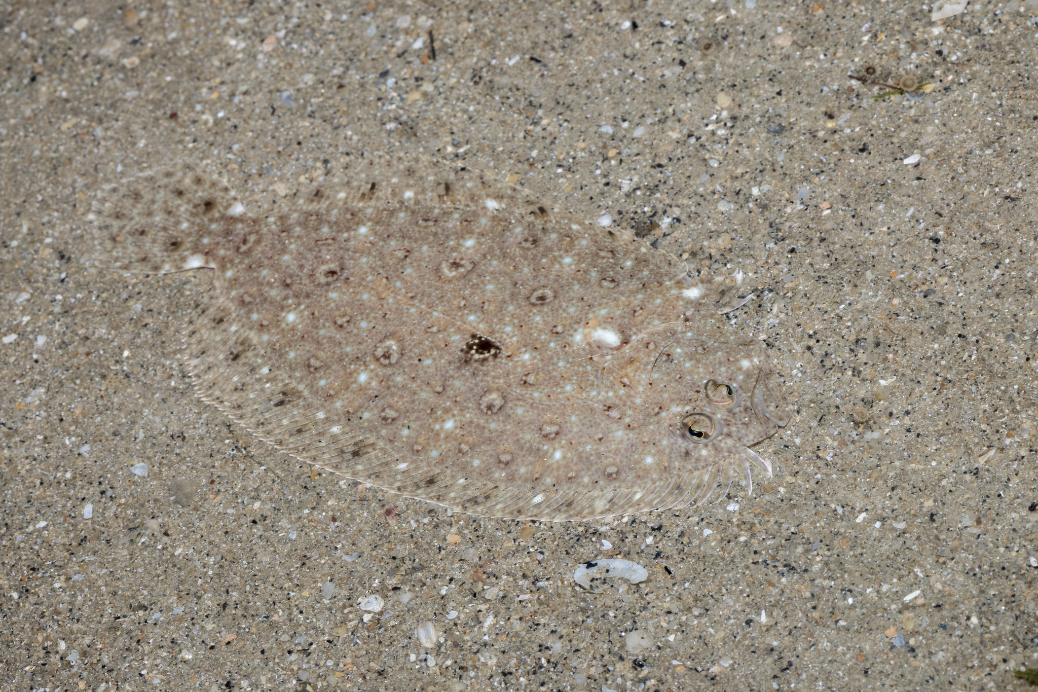 Javan Flounder photo 5