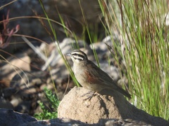 Emberiza capensis