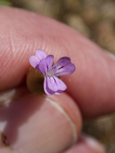 Petrorhagia nanteuilii, photograph 3
