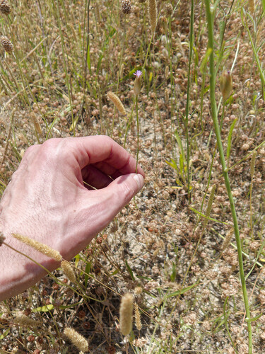 Petrorhagia nanteuilii, photograph 4