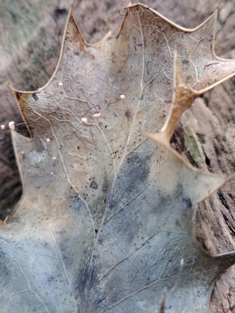 Marasmius hudsonii · January 2026 · photo: © davidhanks (iNaturalist, cc0)