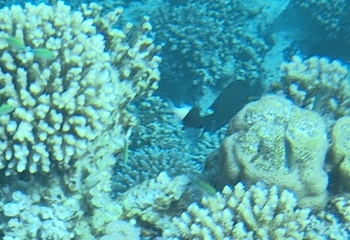 Chocolatedip chromis (Chromis dimidiata) — Pomacentridae