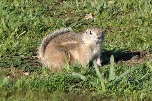 Nelson's Antelope Squirrel observed by edwardrooks