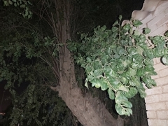Ziziphus jujuba