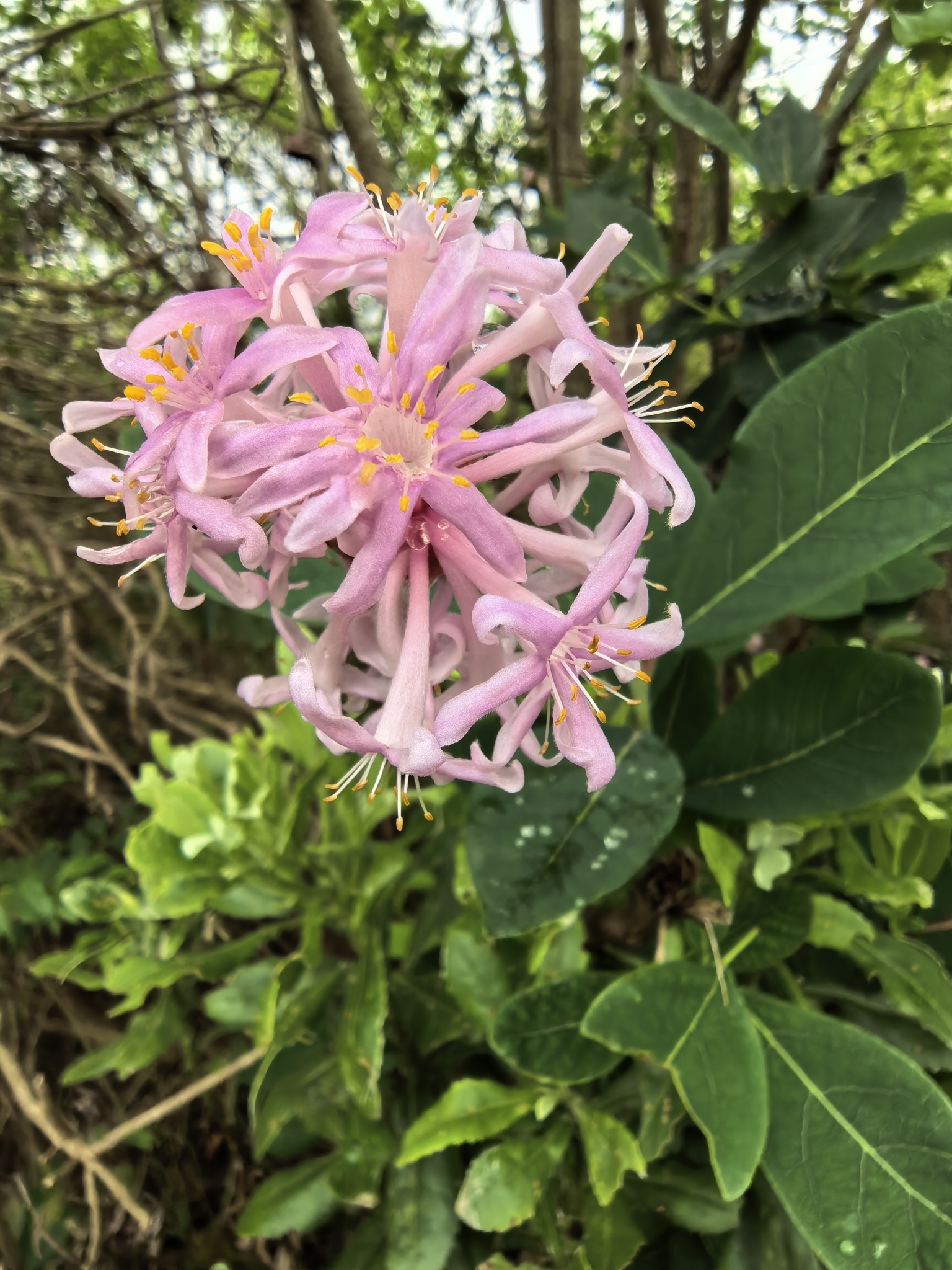 Imagem de Dais cotinifolia