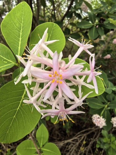 Foto de Dais cotinifolia