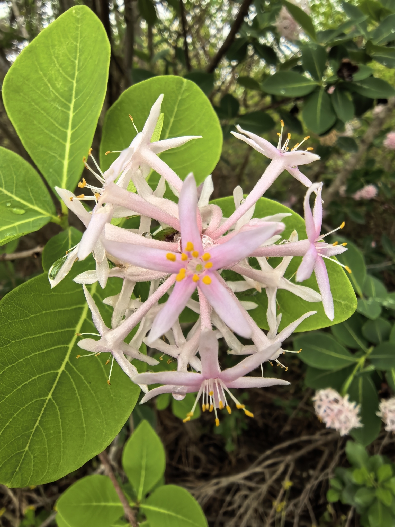 Imagem de Dais cotinifolia