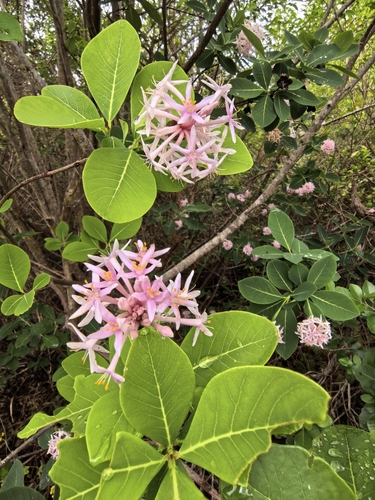 Foto de Dais cotinifolia