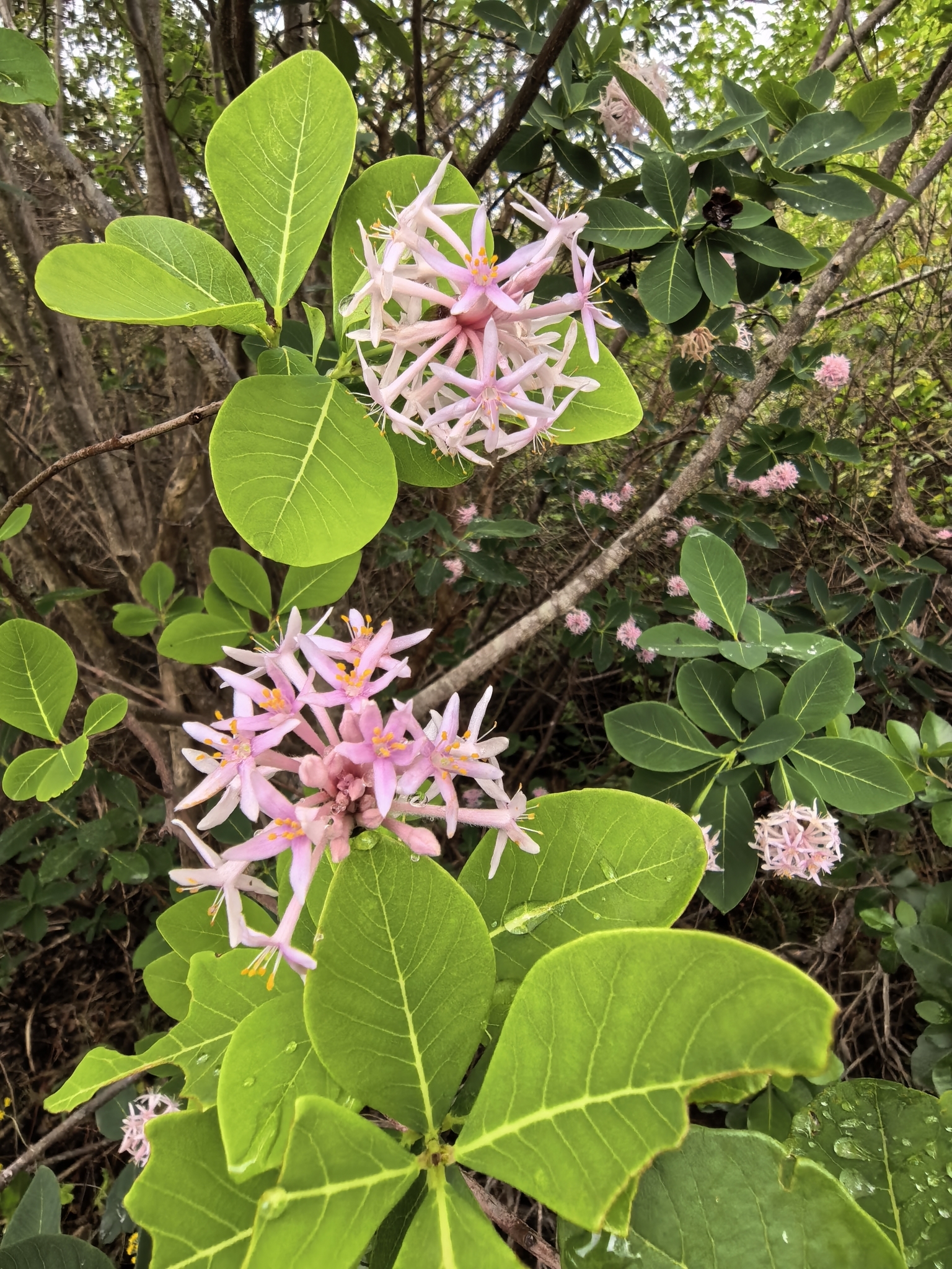 Imagem de Dais cotinifolia