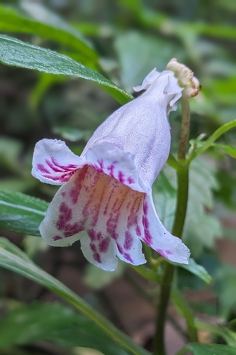 Hemiboea bicornuta, photograph 3