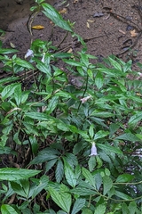 (c) 許文俊, some rights reserved (CC BY-SA) Hemiboea bicornuta, photograph (c) 許文俊, some rights reserved (CC BY-SA)