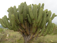 Myrtillocactus schenckii