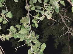 Ziziphus jujuba