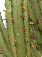 Myrtillocactus schenckii