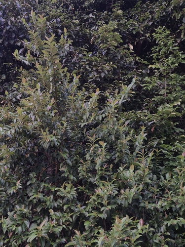 Adinandra dumosa observed 2026-01-04