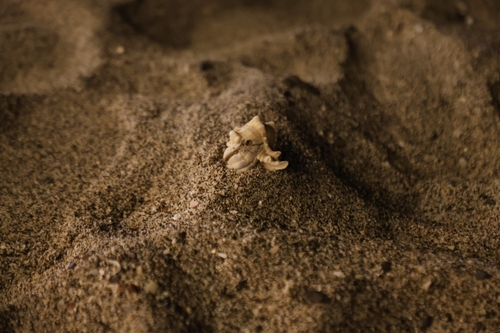 Red Sea Land Hermit Crab
