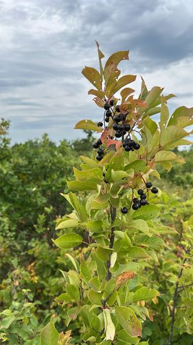 chokecherry