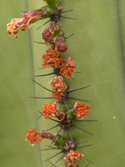 Myrtillocactus schenckii