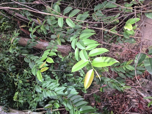Adinandra dumosa observed 2026-01-04