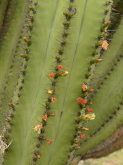 Myrtillocactus schenckii