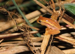 Dendropsophus nanus