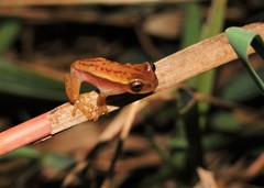 Dendropsophus nanus