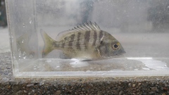 Acanthopagrus schlegelii