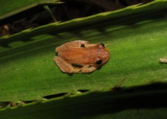 Dendropsophus nanus