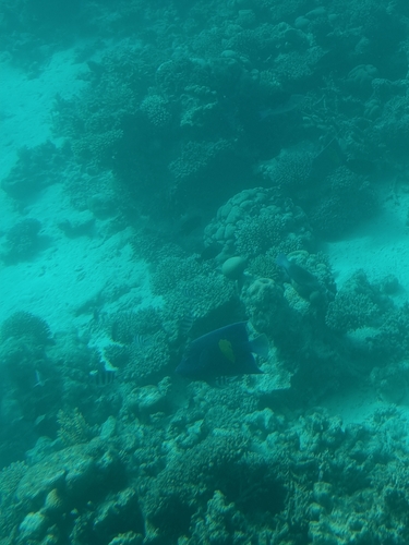 Pomacanthus maculosus
