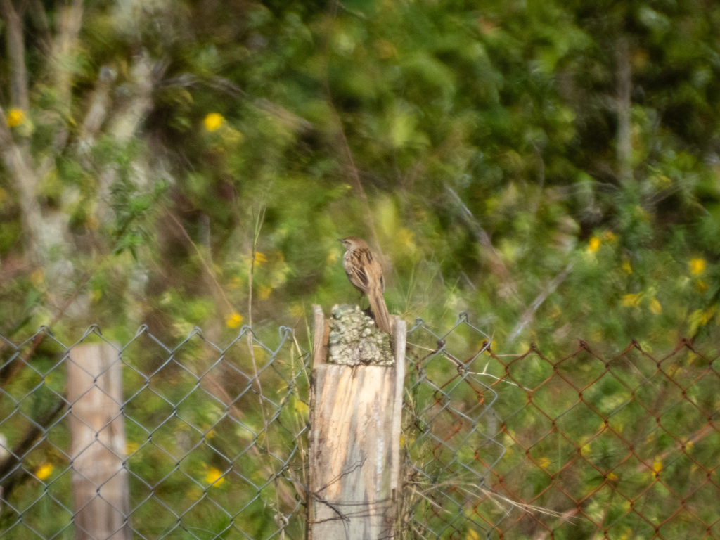 Cica-koreng jawa (Megalurus palustris)