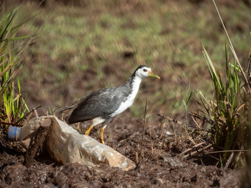 White-breasted Waterhen (Amaurornis phoenicurus), photo 5
