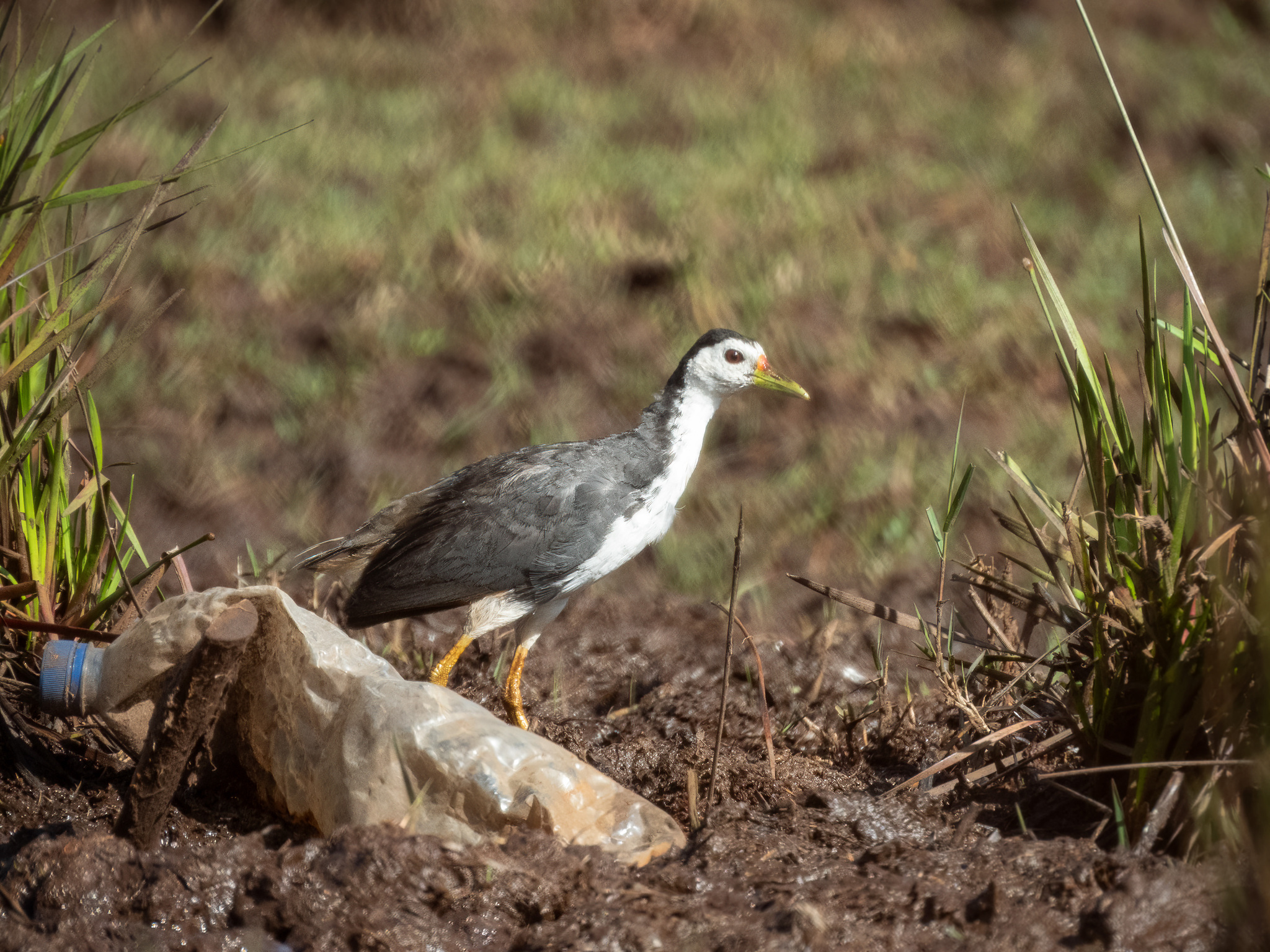 White-breasted Waterhen (Amaurornis phoenicurus), photo 5