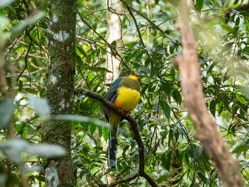Javan Trogon (Apalharpactes reinwardtii), photo 9