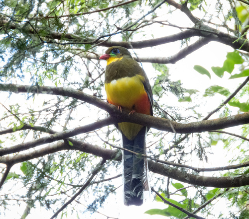Apalharpactes reinwardtii, 2026-01-06