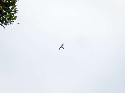 Linchi Swiftlet (Collocalia linchi)